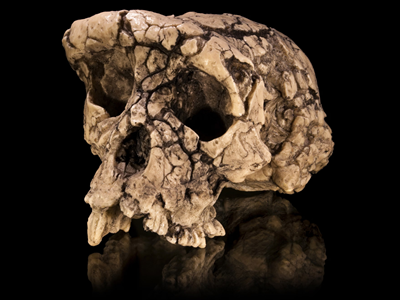 Loài vượn 7 triệu năm tuổi có thể là tổ tiên sớm nhất của loài người