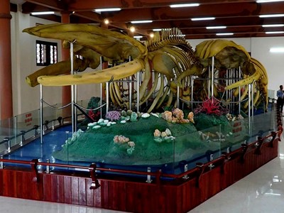  Hai bộ xương cá ông tại Lăng Tân bị hư hỏng nghiêm trọng