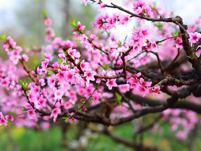 Trang thơ Tết Bính Ngọ 2026