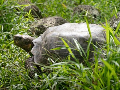 Rùa khổng lồ Floreana trở lại quê hương sau gần 200 năm tuyệt chủng