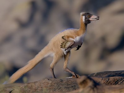 Phát hiện hóa thạch “tuyệt đẹp” 95 triệu năm tuổi của loài khủng long nhỏ nhất