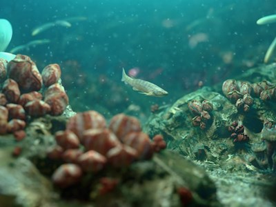 Phát hiện hóa thạch cá cổ đại giúp làm sáng tỏ quá trình tiến hóa từ cá đến người