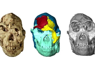 Công nghệ số giúp phục dựng khuôn mặt tổ tiên loài người 3,67 triệu năm tuổi