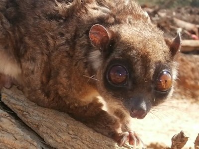 Indonesia: Phát hiện loài thú có túi tưởng đã tuyệt chủng 6.000 năm