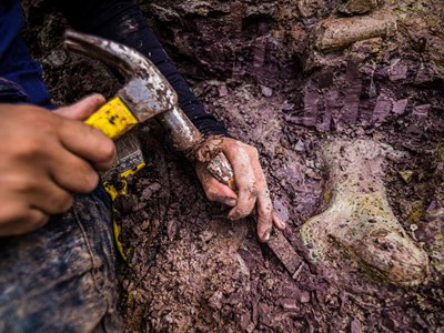 Phát hiện hóa thạch khủng long khổng lồ mới ở Brazil, hé lộ “cầu nối” cổ đại giữa ba châu lục