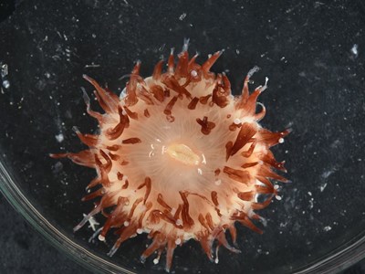 Khám phá biển sâu: Phát hiện hơn 110 loài mới tại Biển San hô