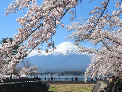 Mùa hoa anh đào dần khép lại, du lịch Nhật Bản và Hàn Quốc hút khách mùa hè