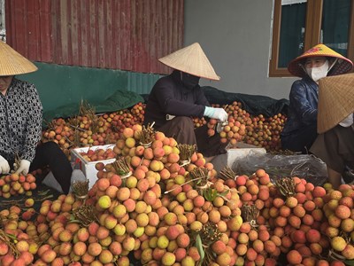 Hải Phòng: Vải u trứng bước vào vụ thu hoạch nhưng không được giá
