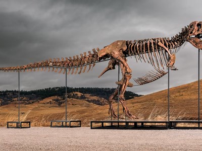 Hóa thạch T. rex đắt giá nhất thế giới lập kỷ lục đấu giá hơn 50 triệu USD