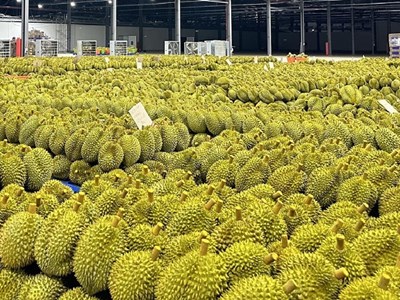 Ngành rau quả lần đầu vượt 1 tỉ USD/tháng, cảnh báo từ việc thu hồi mã số vùng trồng