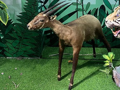 Chiêm ngưỡng tiêu bản “Kỳ Lân châu Á” tại triển lãm Vì sự sống bền vững cho thiên nhiên và con người