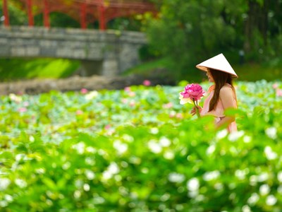 Ngỡ ngàng hồ sen bên Vịnh di sản đẹp như tranh vẽ