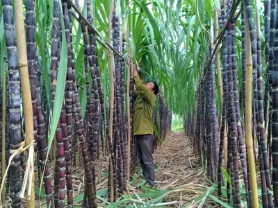 Phó Chủ tịch HĐQT Mía đường Lam Sơn (LSS) đăng ký mua 3 triệu cổ phiếu