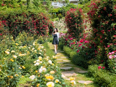 Lạc bước vào thiên đường hoa hồng trên đỉnh Fansipan