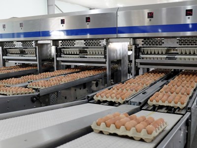 Hòa Phát muốn IPO mảng nông nghiệp