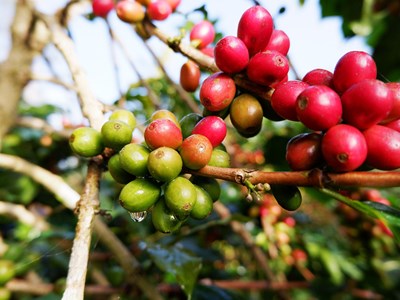 Giá cà phê hôm nay 16.10: Thị trường nội địa giảm nhẹ, thế giới biến động trái chiều