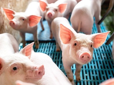 Giá heo hơi hôm nay 24.10: Nguồn cung dồi dào, nhu cầu chưa bứt phá