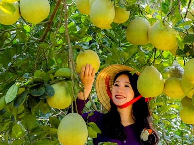 Phú Thọ: Hỗ trợ chi phí phát triển sản xuất cây trồng chủ lực