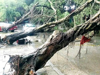 Phú Thọ: Khắc phục nhanh thiệt hại do mưa dông, gió giật tại khu di tích lịch sử Đền Hùng