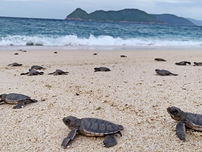 Điểm tin du lịch ngày 22.4: Việt Nam lọt top 7 điểm đến trải nghiệm thả rùa biển toàn cầu
