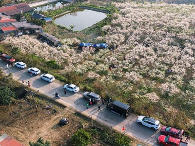 Khám phá mùa hoa mận Mộc Châu