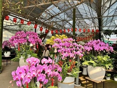 Thị trường hoa Tết 2026 sôi động giai đoạn nước rút