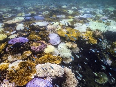 Nắng nóng 3 năm liên tiếp tẩy trắng một nửa rạn san hô toàn cầu