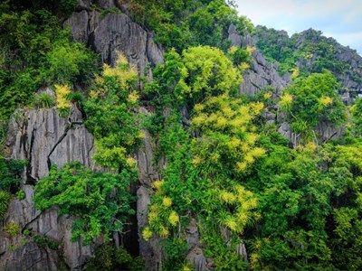 Quảng Ninh: Hoa phát tài nở vàng tươi trên vách đá cheo leo
