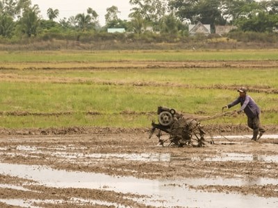 Siêu El Nino có thể đe dọa 350.000ha lúa đông xuân tại ĐBSCL