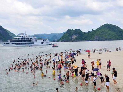 Khuyến cáo sứa lửa độc gây bỏng rát tại các bãi tắm ở Quảng Ninh