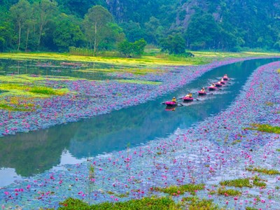 Ngắm nhìn hoa súng nhuộm hồng dòng Ngô Đồng ở Ninh Bình