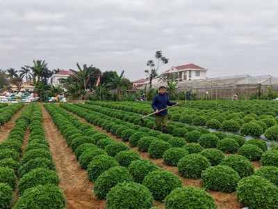 Nhiều làng hoa lớn ở Ninh Bình hối hả vào vụ Tết