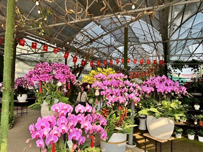 Ninh Bình: Có 31 địa điểm tổ chức Chợ hoa Xuân Tết Bính Ngọ 2026