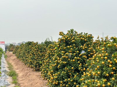 “Thủ phủ” quất cảnh ở Ninh Bình tất bật vào Tết