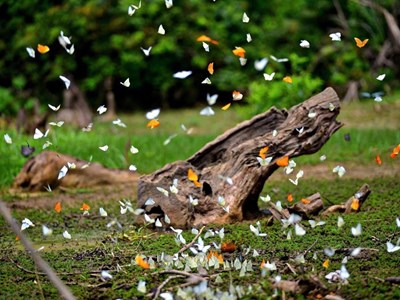 Rực rỡ mùa bướm rừng Cúc Phương