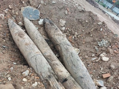 Ninh Bình: Phát lộ 3 cọc gỗ cổ, nghi vấn trận địa phòng thủ thời Trần