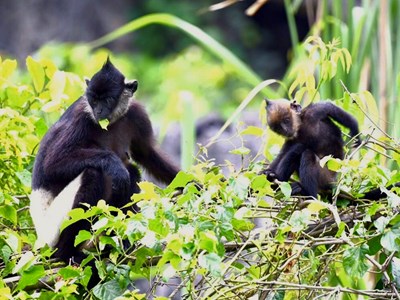 Ninh Bình: Bước ngoặt mới trong bảo tồn Voọc mông trắng