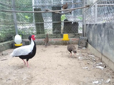 Động vật quý, hiếm được quy định nuôi trong điều kiện nào?