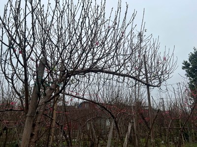 Vườn đào Nhật Tân bắt đầu nhộn nhịp khách trước Tết Bính Ngọ