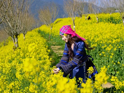 Lạc lối với thiên đường hoa cải vàng tại Fansipan