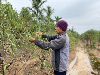Người trồng quất, đào nỗ lực mang Tết về