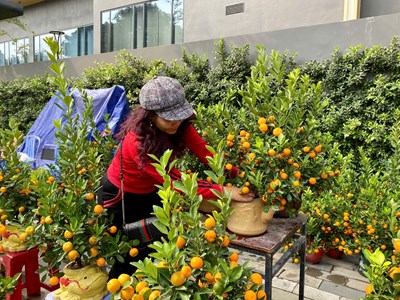 Quất, đào xuống phố, Thủ đô ngập sắc xuân