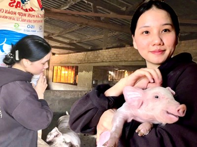 Cô gái gen Z “trốn phố, về quê” nuôi lợn