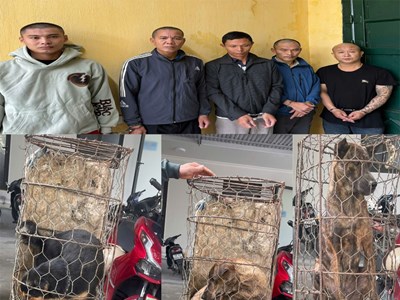 Hơn một tháng, 5 đối tượng trộm gần 100 con chó