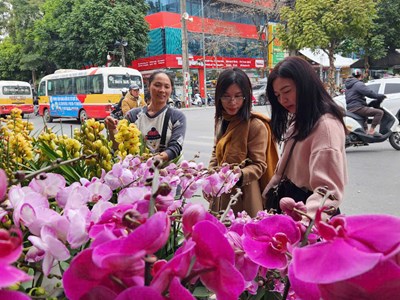 Thị trường hoa lan Tết rộn ràng trên khắp các nẻo đường xứ Thanh 