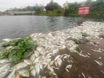 Chưa xác định được nguyên nhân cá chết bất thường trên suối Cổ Đam