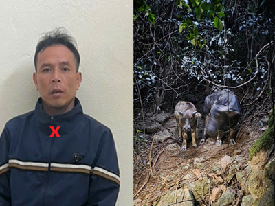 Khởi tố đối tượng trộm 2 con trâu của người dân