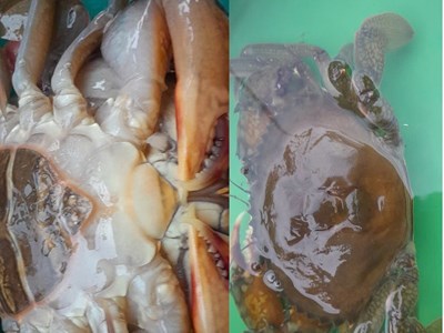 Thu hồi 570 triệu đồng từ nhiệm vụ khoa học và công nghệ nuôi cua lột