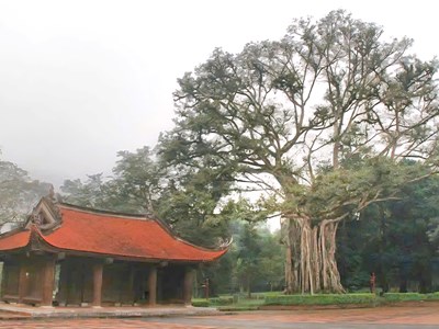 Huyền thoại dưới tán cổ thụ: Khi cây lim rơi lệ, cây ổi mỉm cười