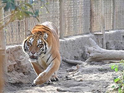 UBND cấp xã “chịu trách nhiệm” nếu xuất hiện tụ điểm buôn bán động vật hoang dã